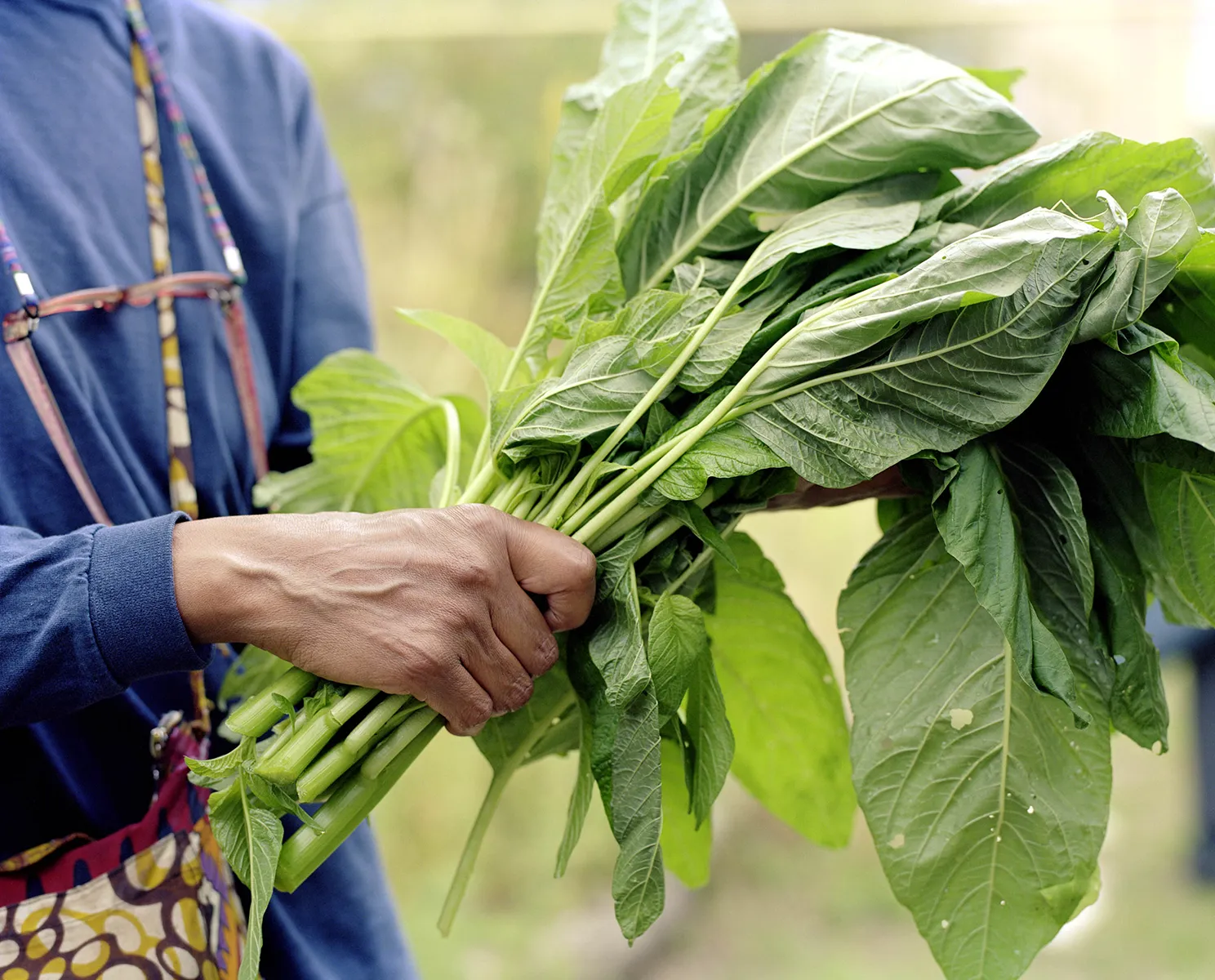 Produce grown as part of community growing project in London