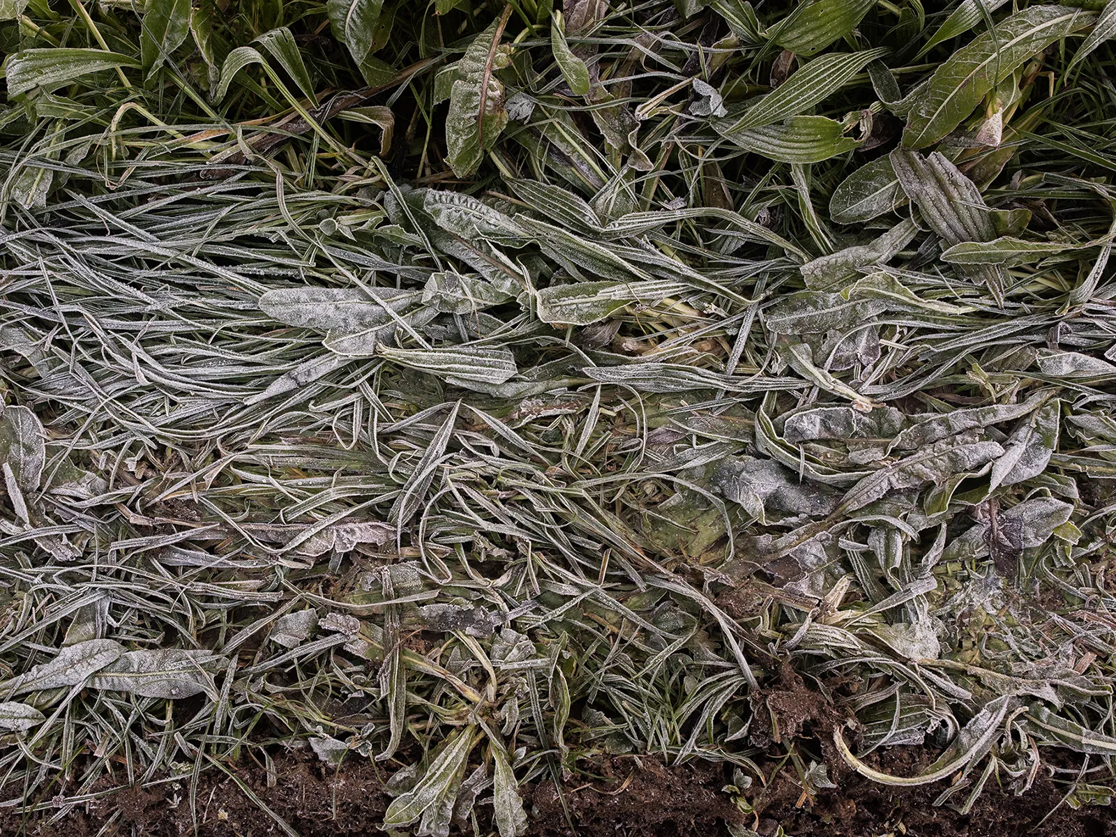 Frosty leaves on Stuart's farm, which is undergoing a process of soil restoration
