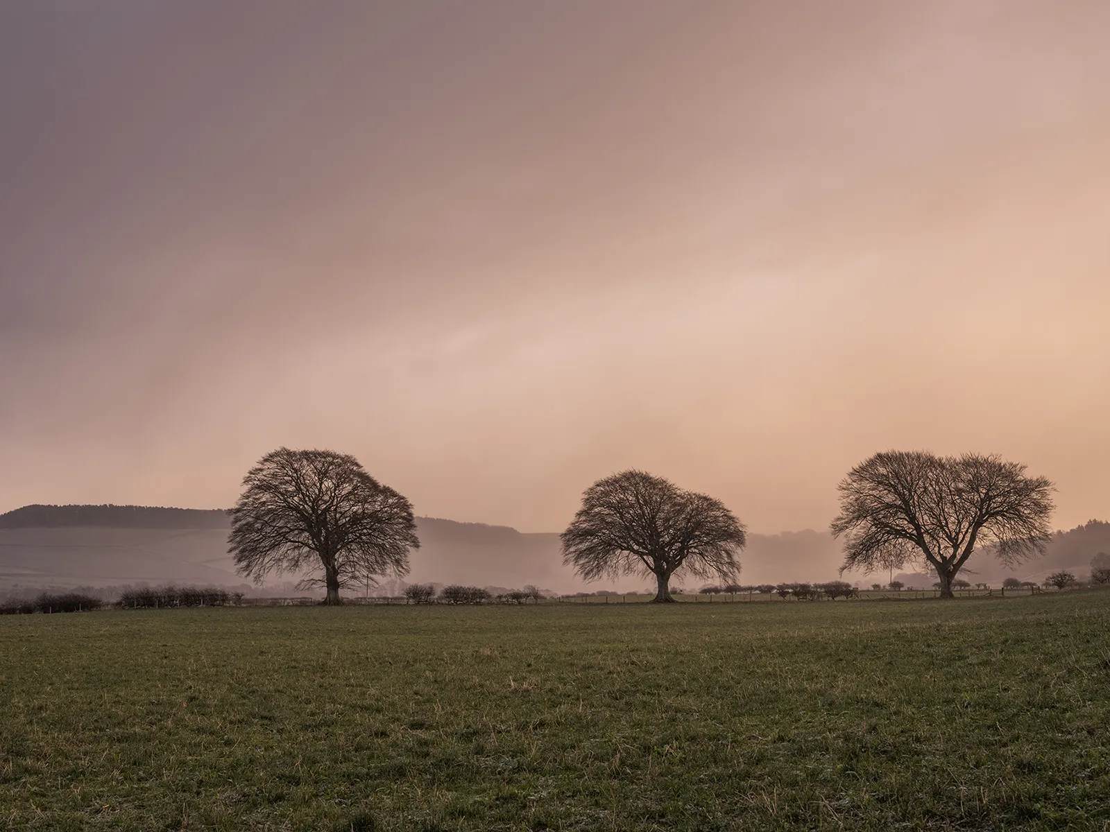 Stuart's farm in Northumberland, which is undergoing a process of soil restoration and regeneration