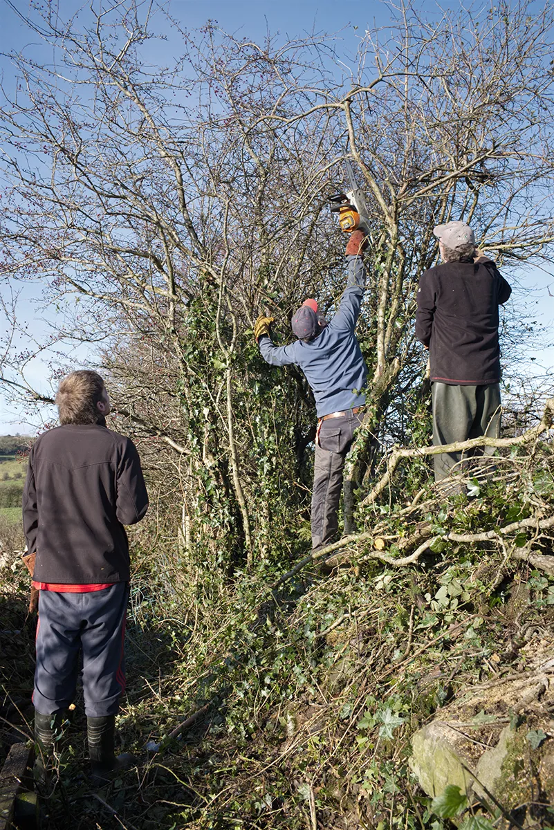 Johannes-Pretorius_trimming-hedge