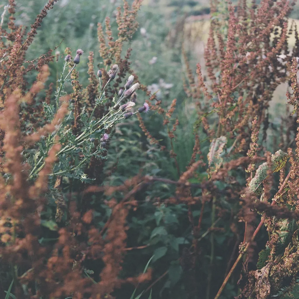 Scottish agroecological farm 