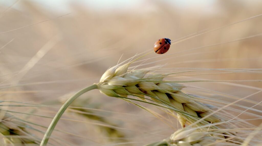 organic diverse grains growing amongst wildlife