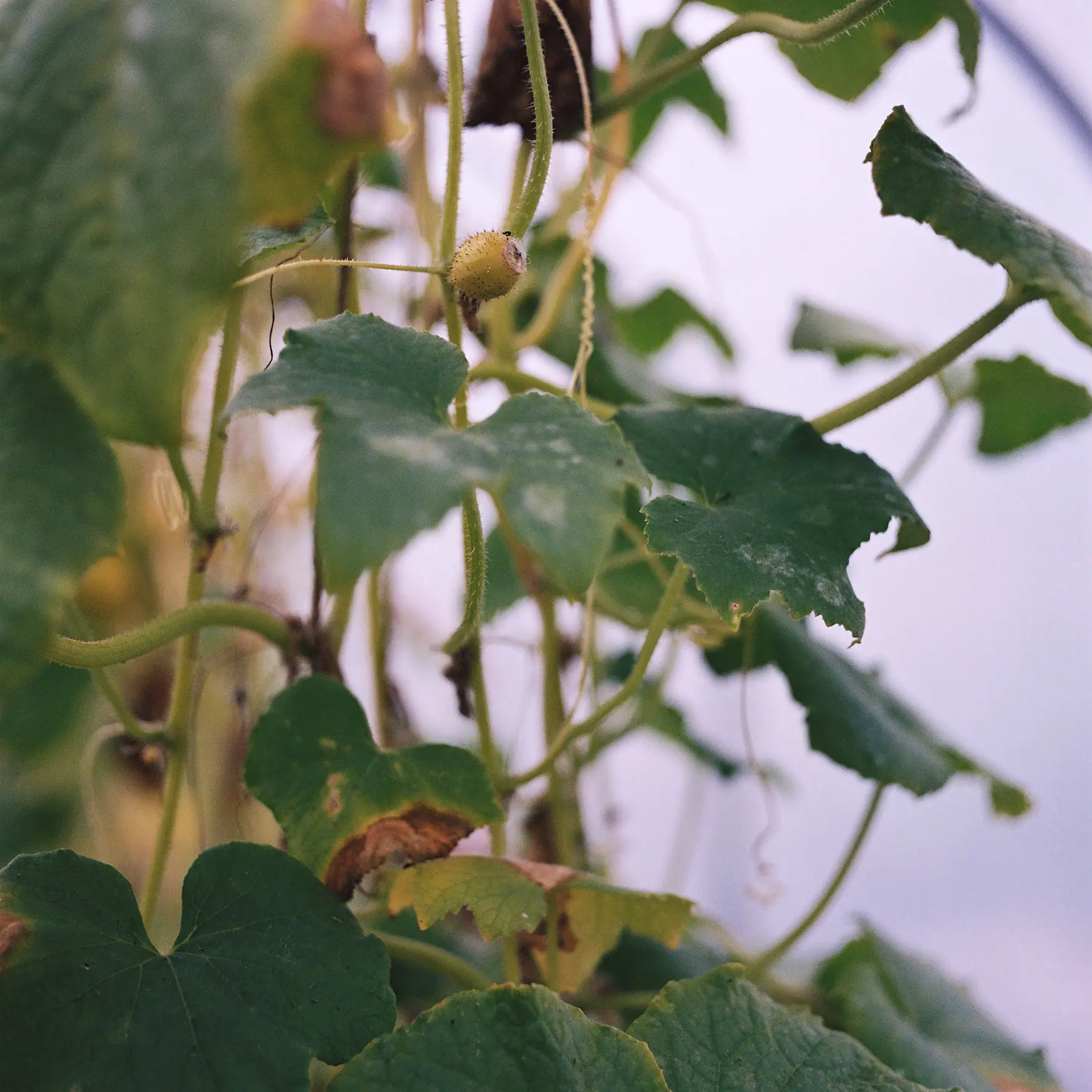 Produce growing on a farm 