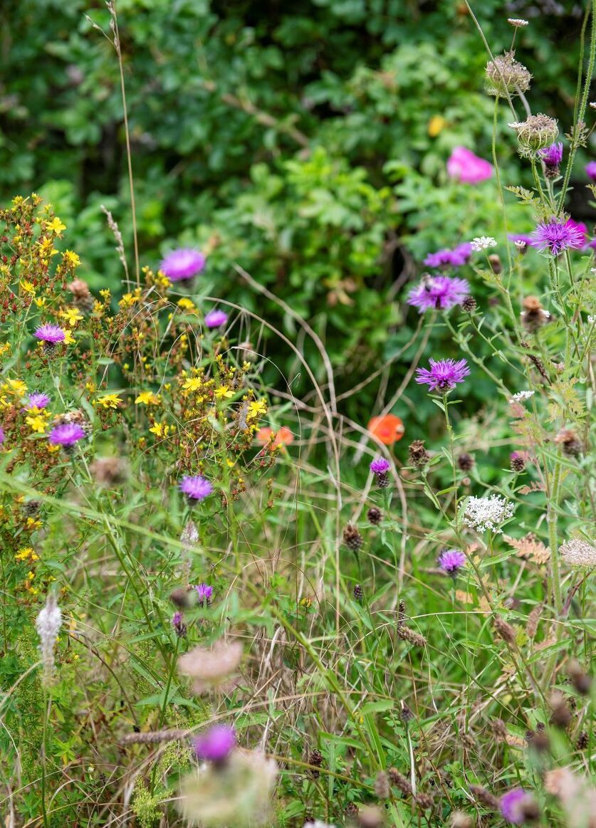 Wild flowers grown at Fordhall Organic Farm