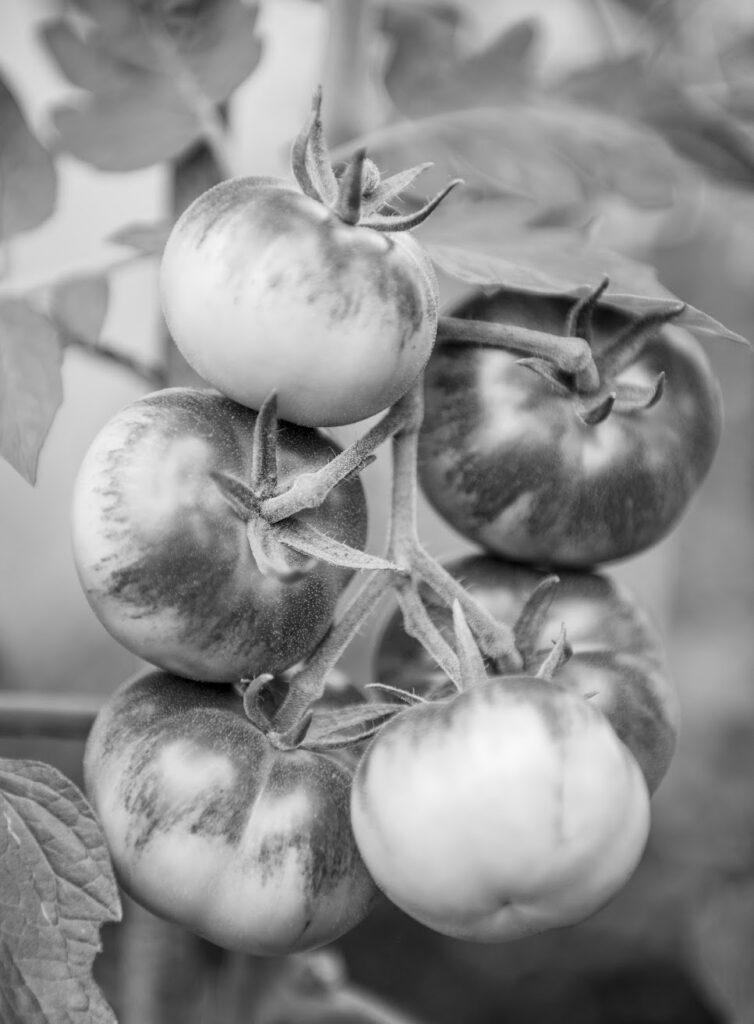 Tomatoes grown at Fordhall Organic Farm