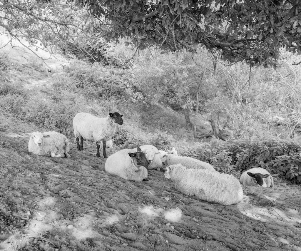 Sheep grazing at Fordhall Organic Farm