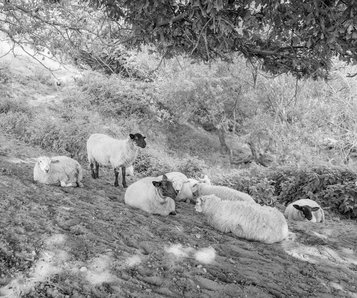 Sheep grazing at Fordhall Organic Farm 