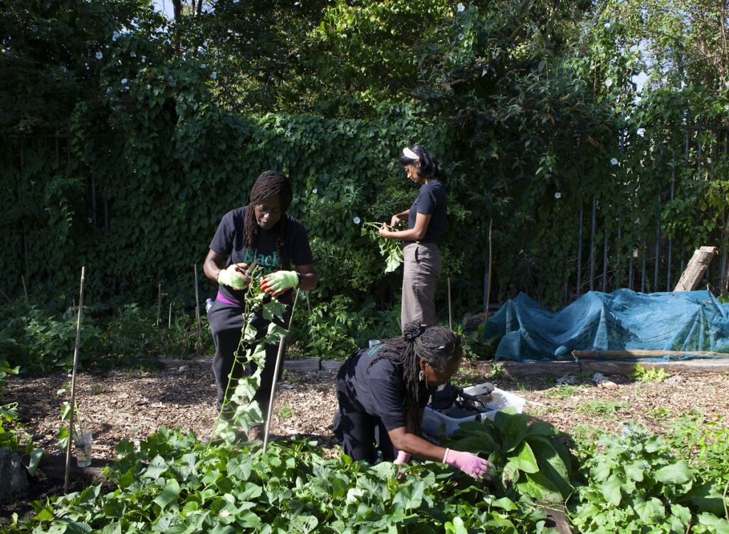 City dwellers growing their oen food 