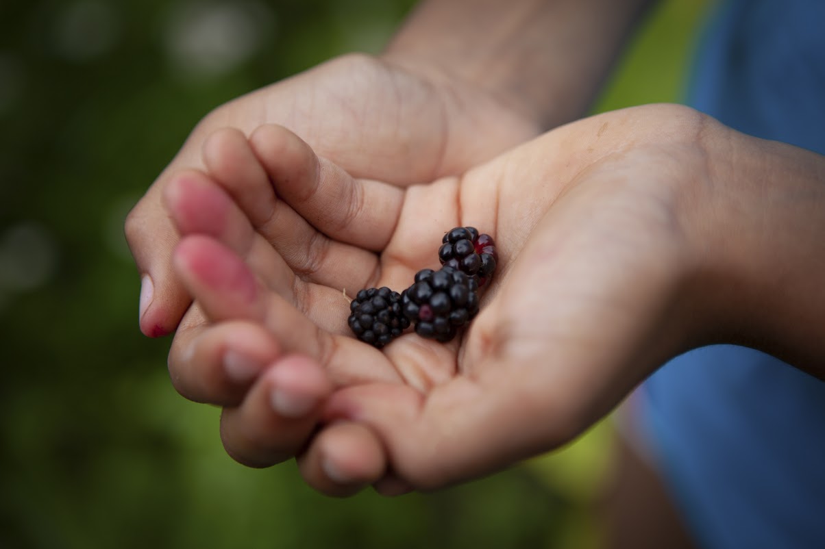 Grow your own food by taking part in our community growing seed swap event