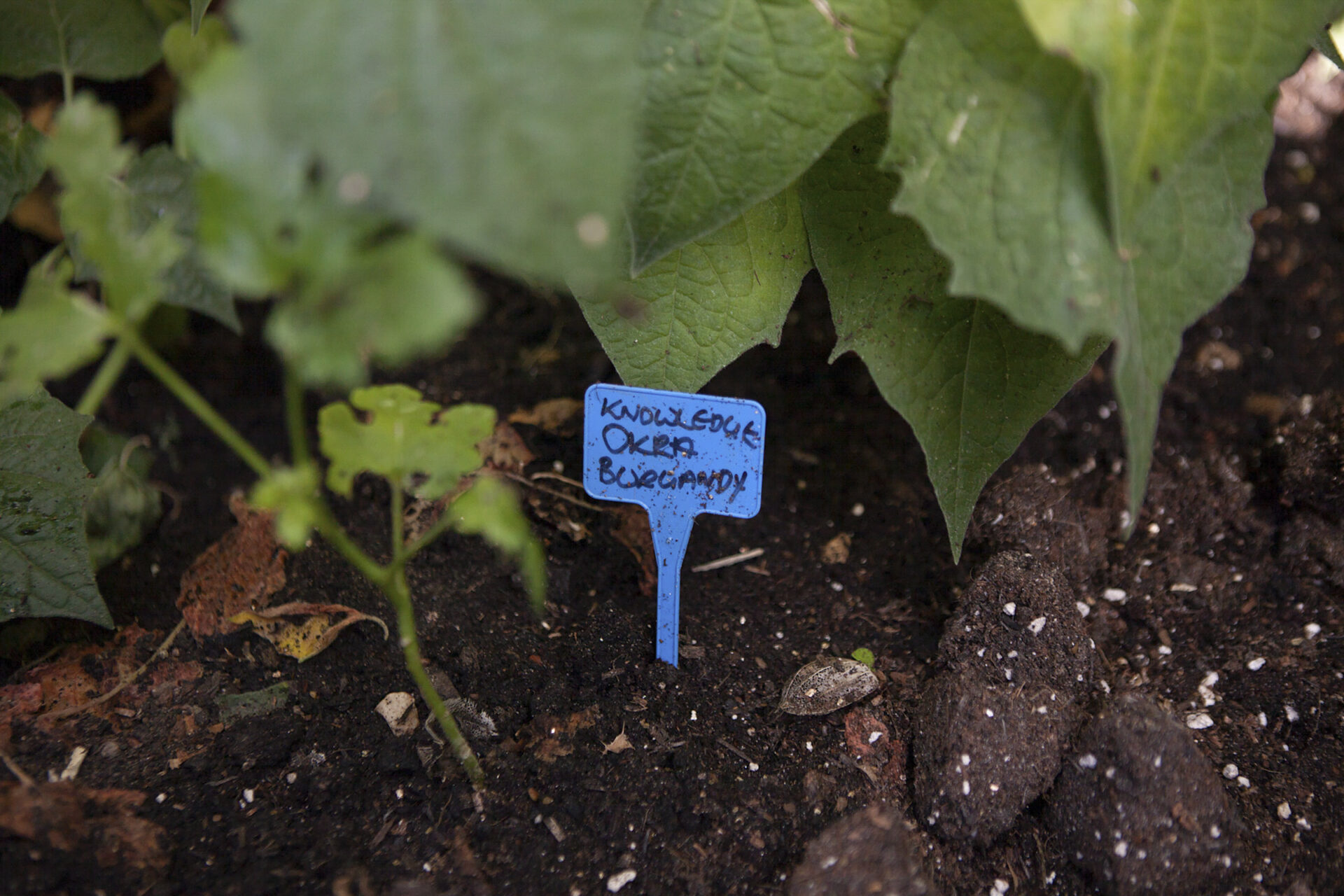 Growing culturally relevant produce on locally tended plots 