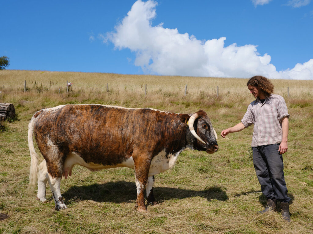 Livestock holistically farmed in the Brecon Beacons 