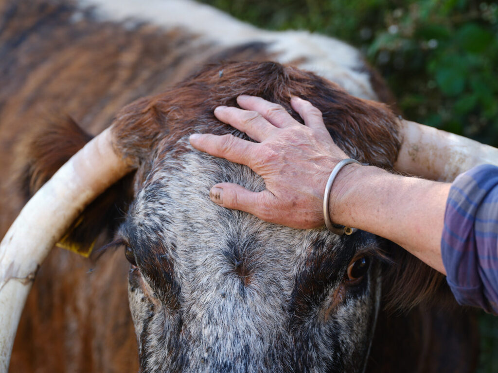 Gently reared cows in Wales 