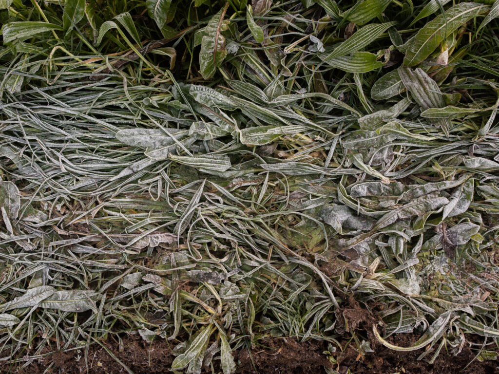 fertile soil in northumberland 