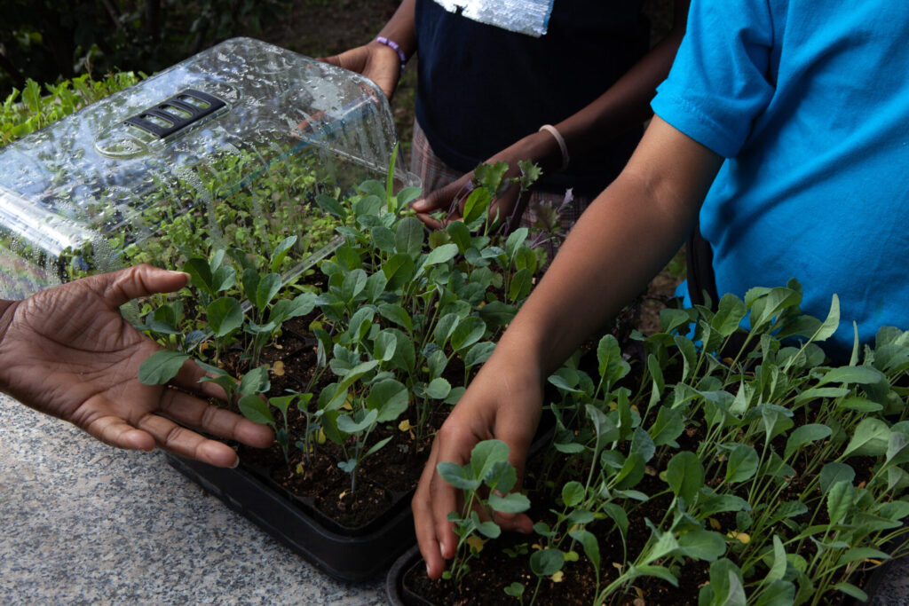 Seedlings 