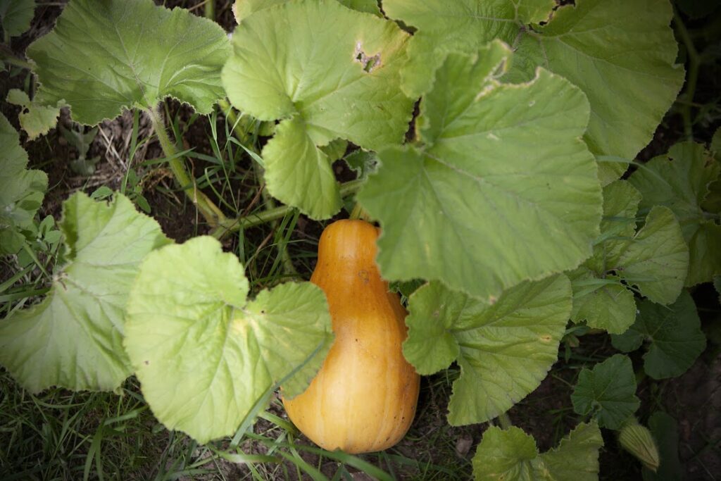 home grown squash in London 