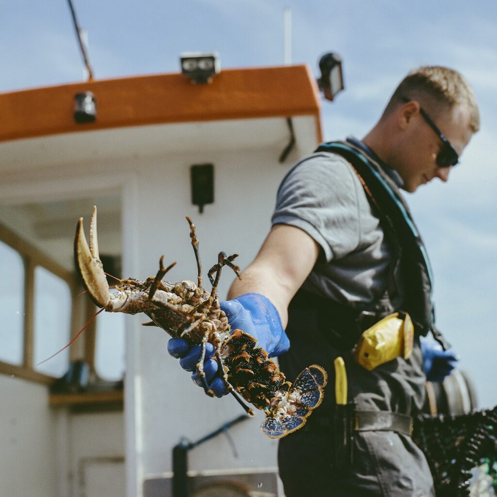 Fishing for the future: sustainable lobster catching 