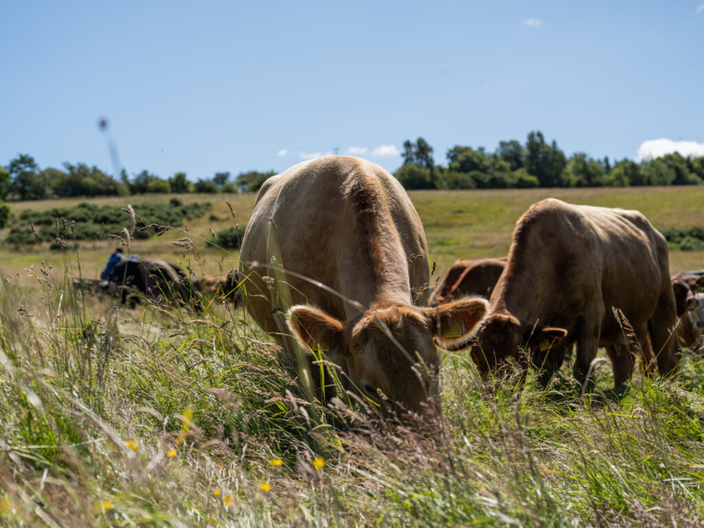 cows supporting the maintnenance of healthy soil 