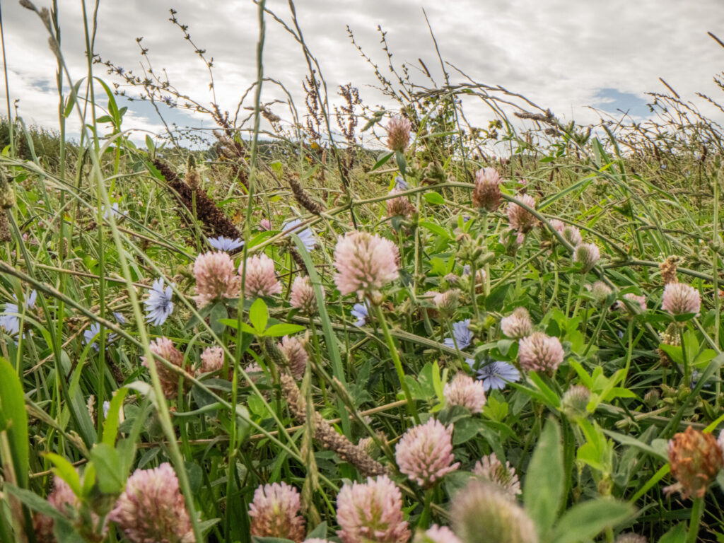 clover and wild grasses growing on persticide-free fields 