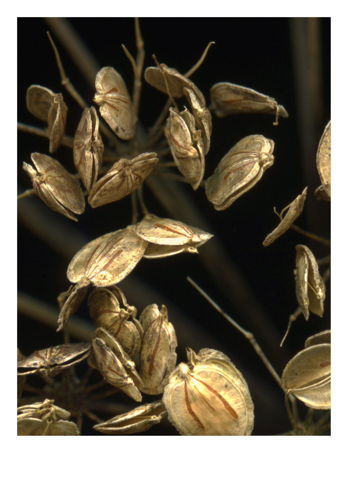 close up of plants grown on restored soil on the farm 