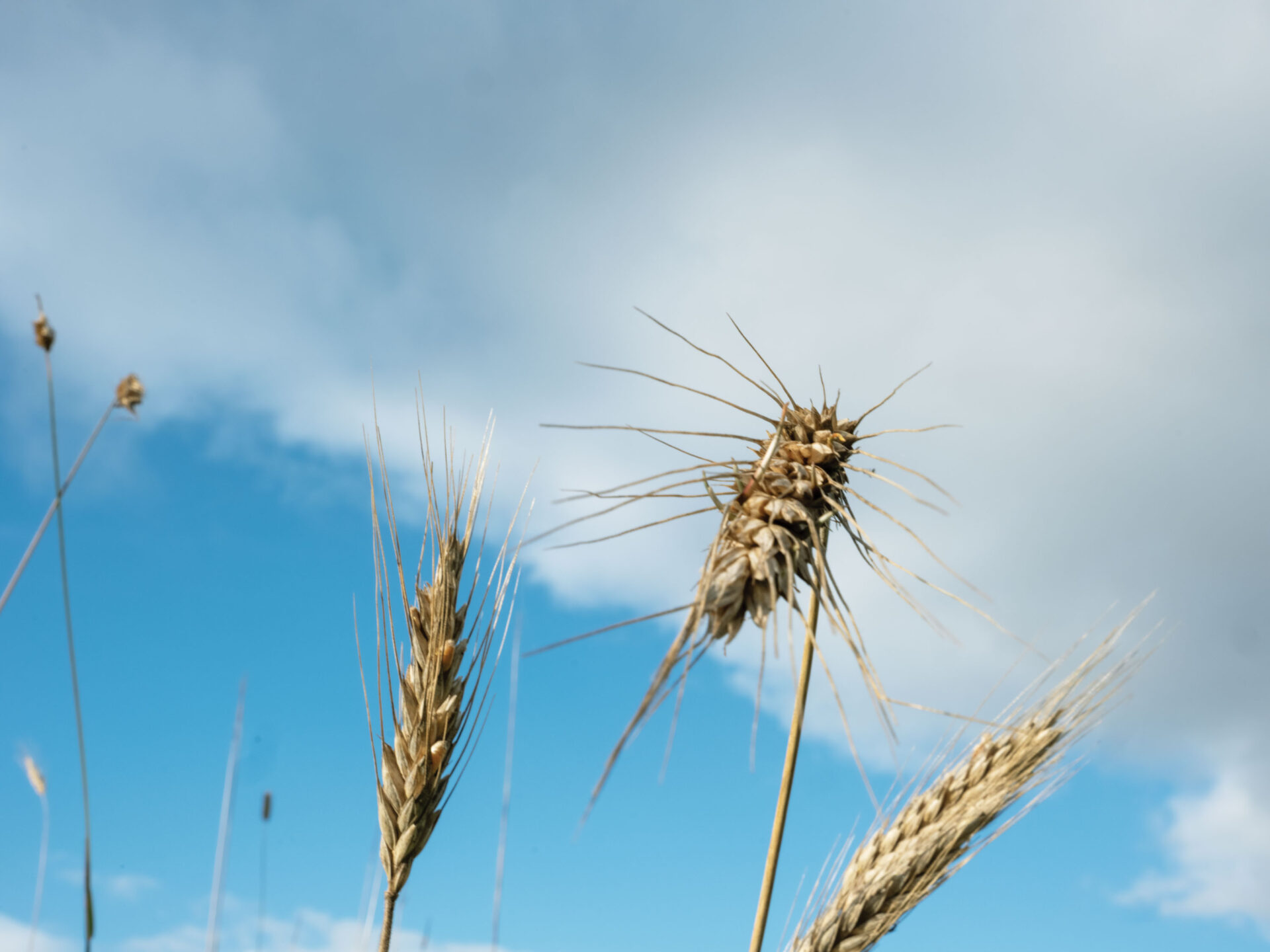 The Gaia Foundation Wins at the BBC Food & Farming Awards