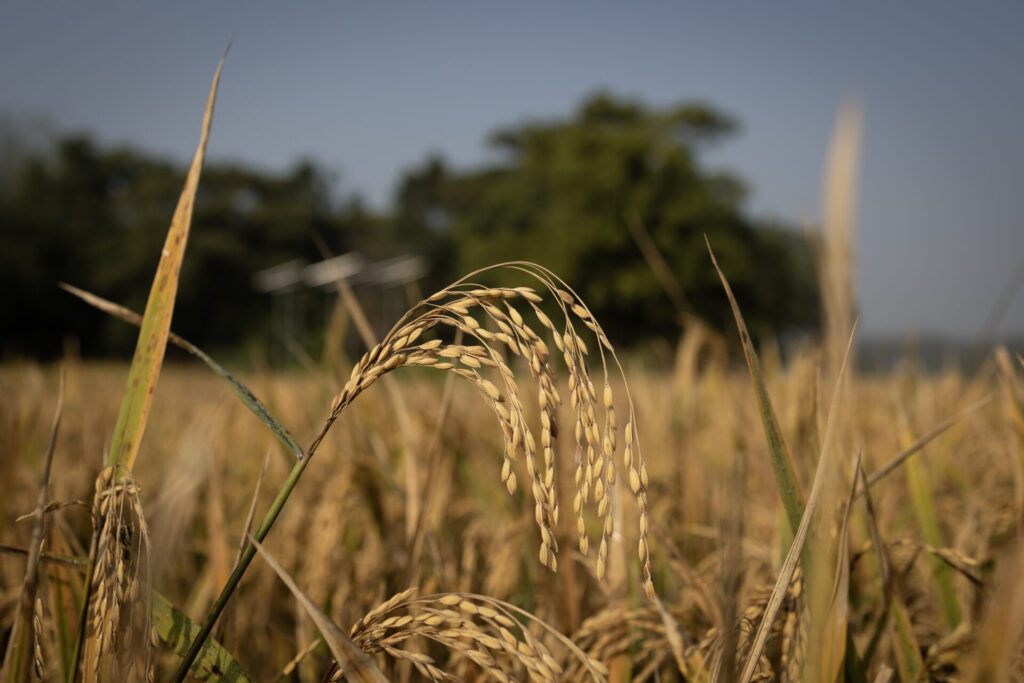 Rice growing on Debal's farm