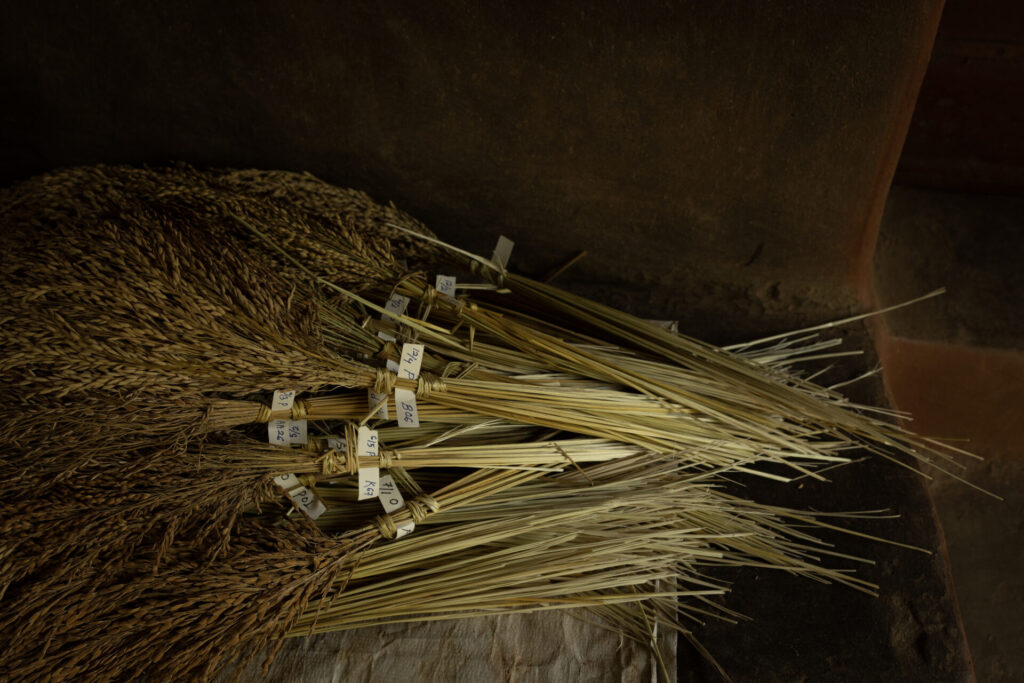 Bundles of rice grown on Debal's farm
