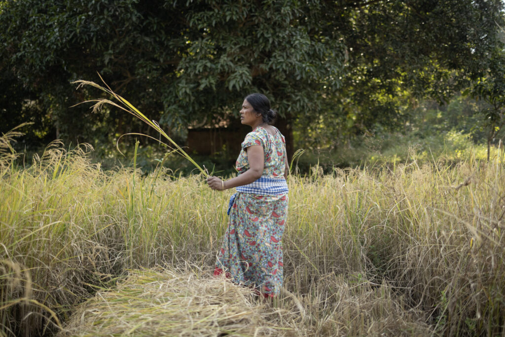 Farming a diversity of rice varieties for resilience