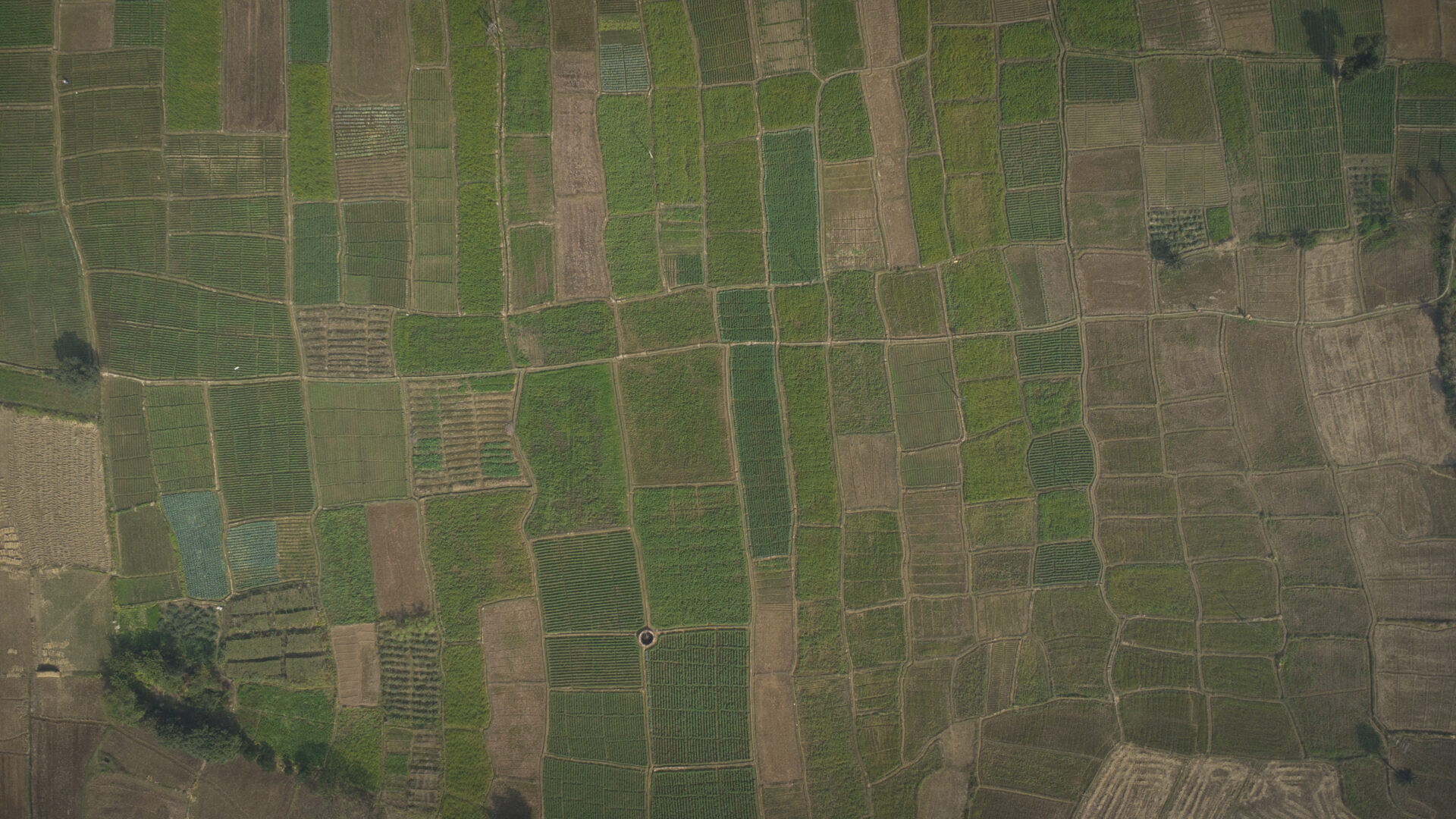 rice varieties on Debal's farm